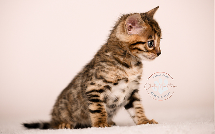 high quality bengal kitten with bold rosettes texas breeder