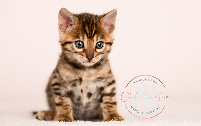bengal kitten face close up with whiskers and markings