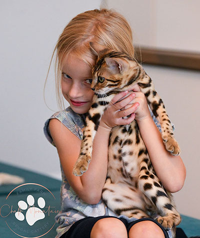 Playful Bengal kitten Miles with exotic spotted markings Dallas Houston Austin