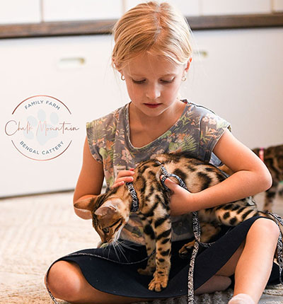 Miles the brown rosetted Bengal kitten for sale in Texas