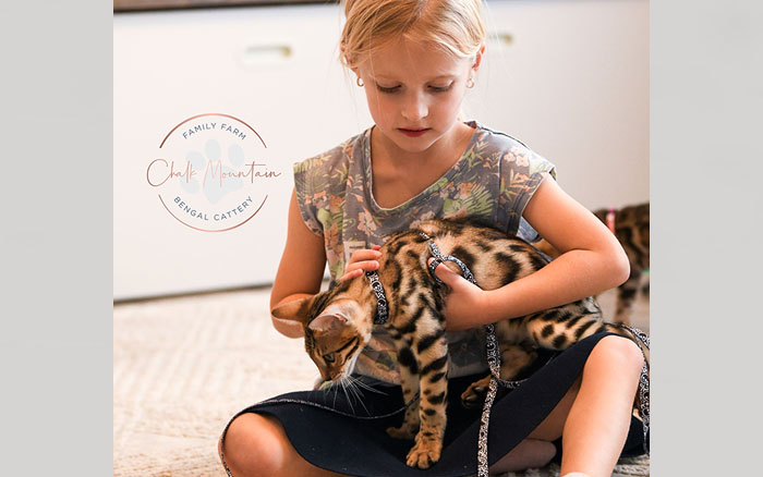 Brown spotted Bengal kitten with green eyes and sleek coat