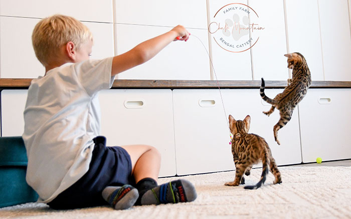 Beautiful Bengal kitten with wild leopard appearance in Austin Texas