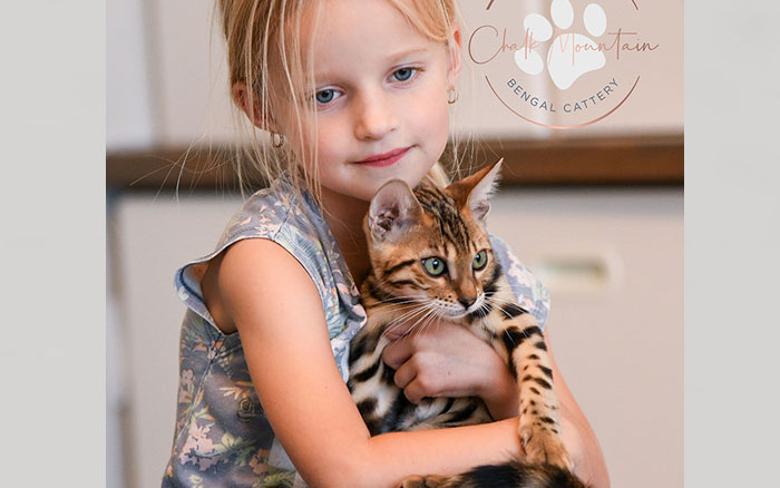 Playful Bengal kitten Miles with striking leopard-like coat in Dallas Texas