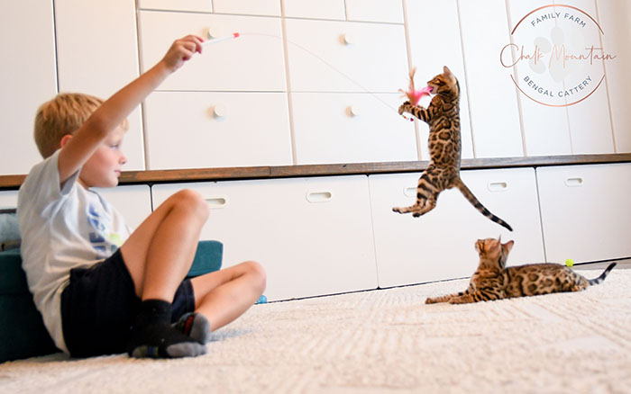 Miles brown Bengal kitten with rosetted markings for sale in Texas