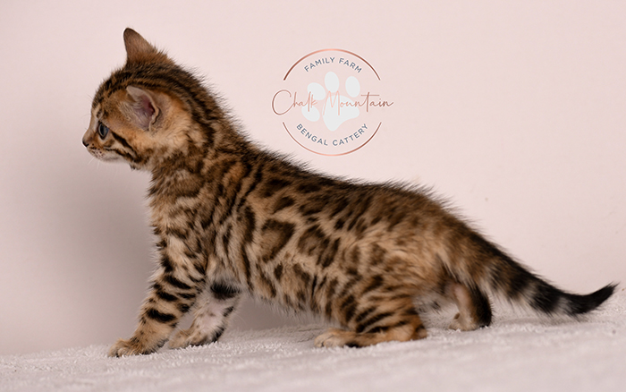 Bengal kitten standing profile view showing markings – show quality Bengal kitten