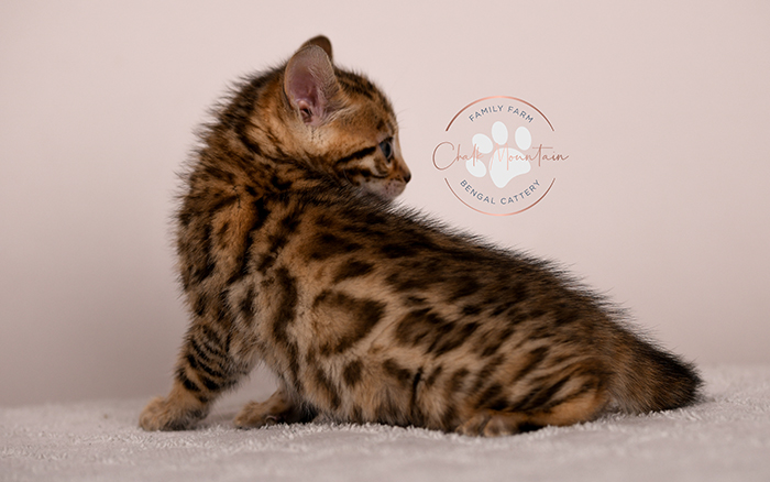 Adorable Bengal kitten close up face – purebred Bengal cat available