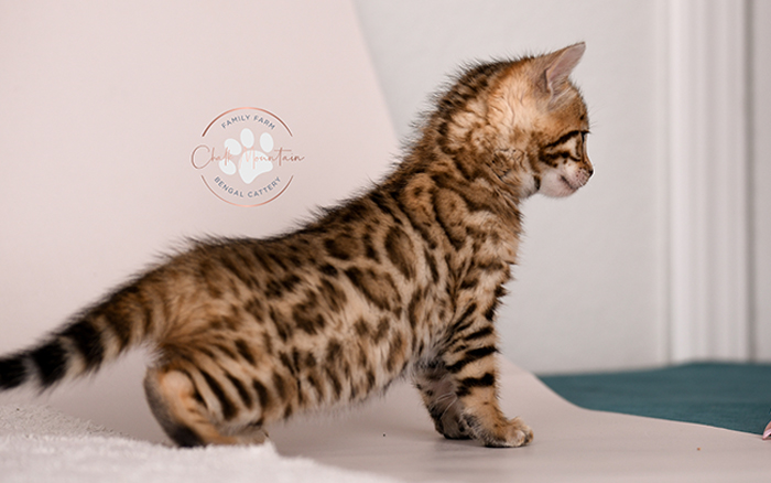 Purebred Bengal kitten with leopard spots available now – registered Bengal cat breeder