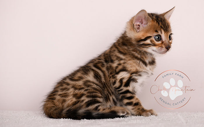 playful bengal kitten reaching forward with paw