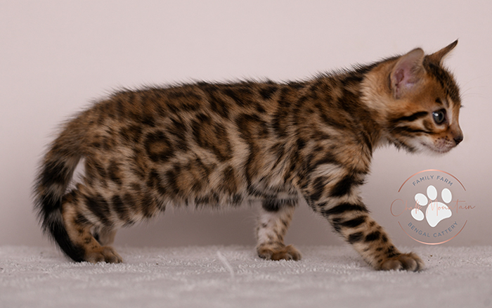 Bengal kitten for sale