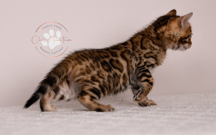 beautiful bengal kitten portrait from texas bengal breeder