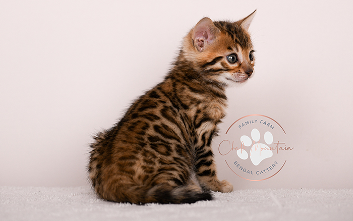 high quality bengal kitten with bold rosettes texas breeder