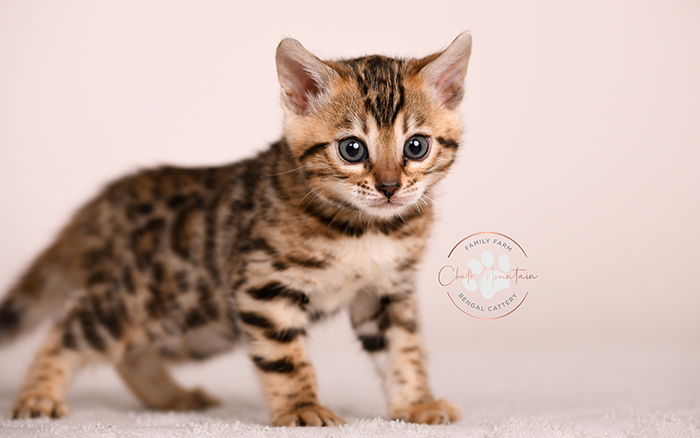 Bengal kitten relaxing with glitter coat shining – top rated Bengal breeder USA