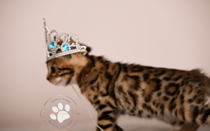 Adorable Bengal kitten with exotic wild cat appearance – domestic Bengal companion