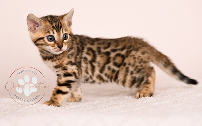 Bengal kitten close up showing detailed rosettes and glitter fur – registered Bengal cat breeder