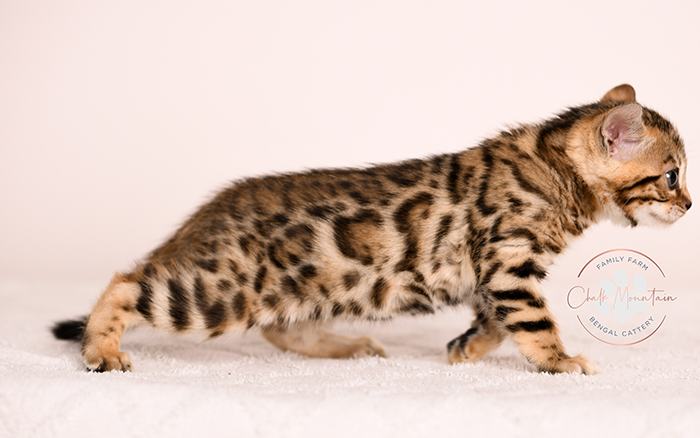 Rosetted Bengal kitten posing on soft blanket – luxury Bengal breeder Texas