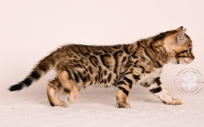 Bengal kitten with bright eyes and spotted coat – healthy Bengal kitten available now