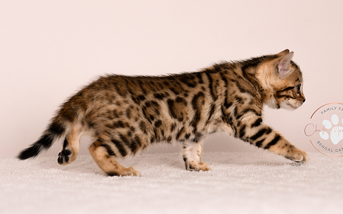 Bengal kitten portrait showing facial markings and whiskers – TICA registered breeder