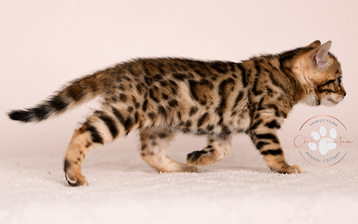 Bengal kitten for sale