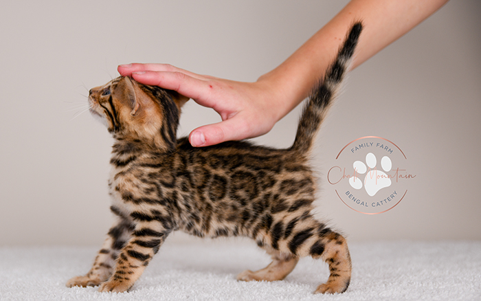 Bengal kitten for sale