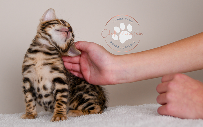 Bengal kitten for sale