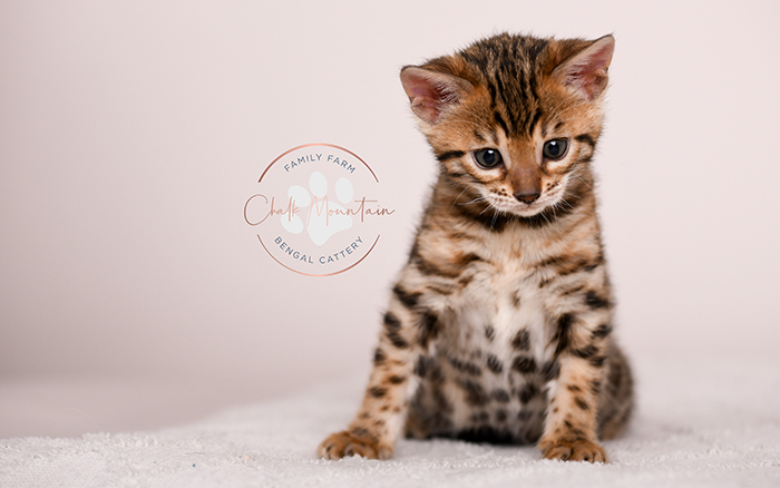 Bengal kitten for sale with bold rosettes and golden coat – Texas Bengal cat breeder