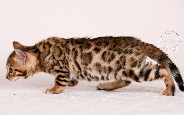 Spotted Bengal kitten standing profile view – show quality Bengal kitten available