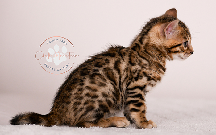 Bengal kitten sitting upright with bright eyes – purebred Bengal kittens for adoption