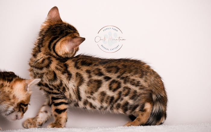 Sweet Bengal kitten indoors with soft lighting – Bengal kittens ready for new home