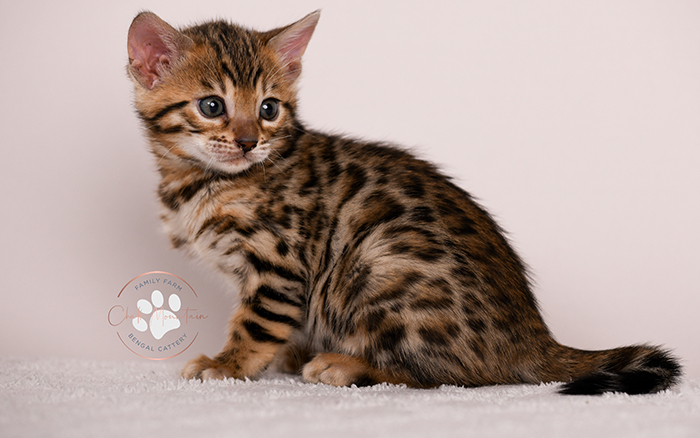 Purebred brown Bengal kitten close up with green eyes – Bengal kittens available now USA